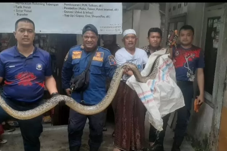 Petugas Damkar mengevakusi ular sanca yang muncul di kloset rymah warga di Kelurahan Tajur, Kecamatan Bogor Timur, Kota Bogor, Selasa 21 Mei 2024. (Damkar)