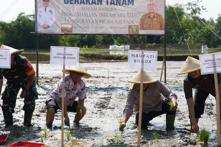 gerakan tanam padi di sawah Kelompok Tani Janada Desa Jagabaya, Kecamatan Parungpanjang, Kamis, 21 November 2024. (Diskominfo)