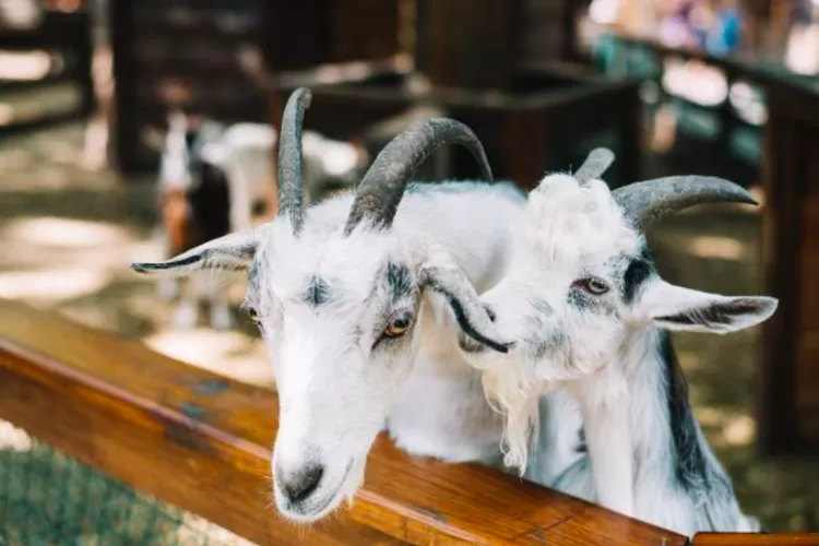 Ilustrasi kambing yang menjadi hewan kurban Idul Adha 2025. (freepik.com) (Laros.ID)