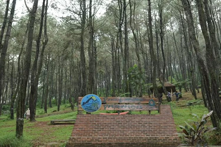 Jelejahi Keindahan Hutan Pinus Purwakarta Di Wisata Alam Pasir Langlang Panyawangan Bandung News 2322