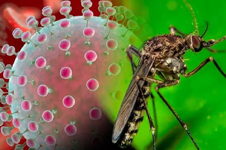 Ilustrasi: Virus Oropouche menyebar lewat nyamuk, sebabkan demam dan bisa mematikan. Kenali efek dan cara pencegahannya di sini! (X: @citmacuba / HukamaNews.com)