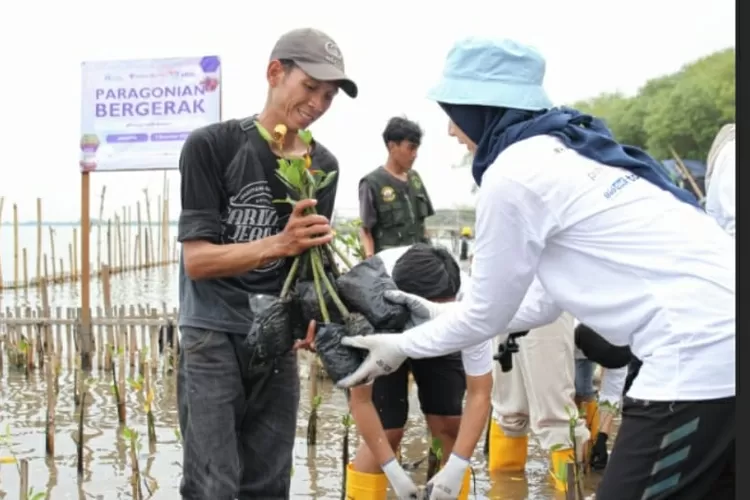 Relawan Human Initiative dan PT Paragon menanam  mangrove di pantai Kiss, Tangerang, Banten, pekan lalu.  Program Humanitrip ini untuk  mengembalikan lingkungan yang rusak akibat abrasi.