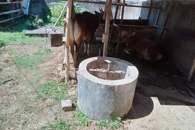 Gumbleng, tabung tempat pengolahan kotoran sapi menjadi Biogas di Gontoran, Lingsar, Lombok Barat. (Suara Karya/Hernawardi)