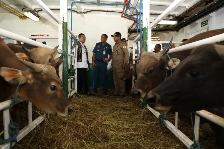 Sebanyak 550 ekor sapi dari Kupang diangkut KM Camara Nusantara 4 ke Banjarmasin.