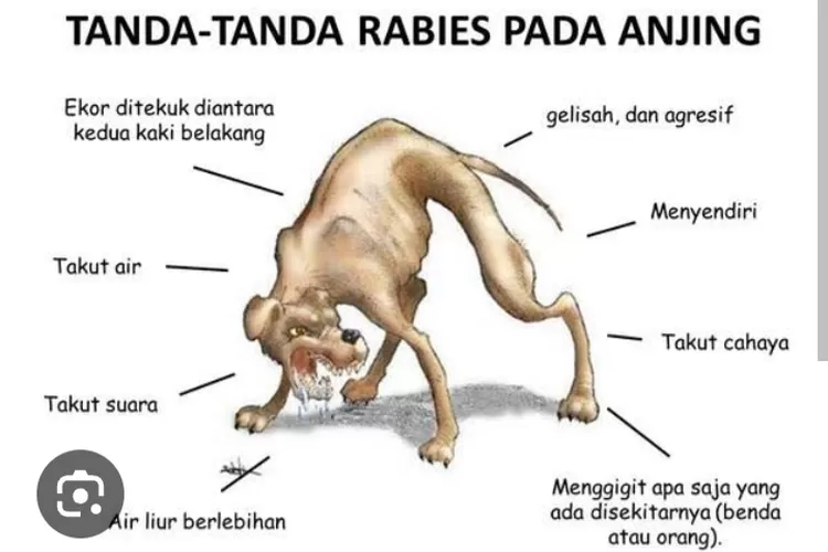 Tanda- tanda hewan berpenyakit  rabies.