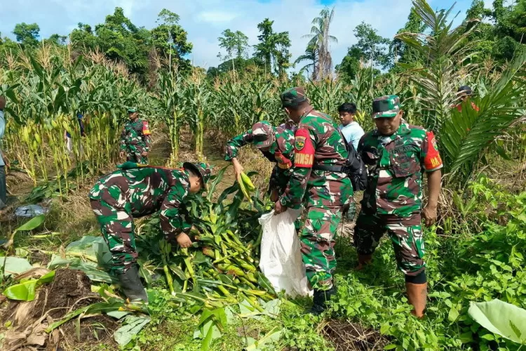 Wujudkan ketahanan pangan, Koramil Mapurujaya bersama Kelompok Tani panen jagung bersama. &nbsp;Foto: Pen Kodim 1710 Mimika