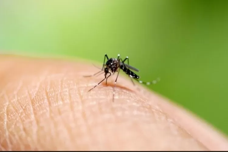 Nyamuk Aedes Aigepty pembawa virus  DBD
