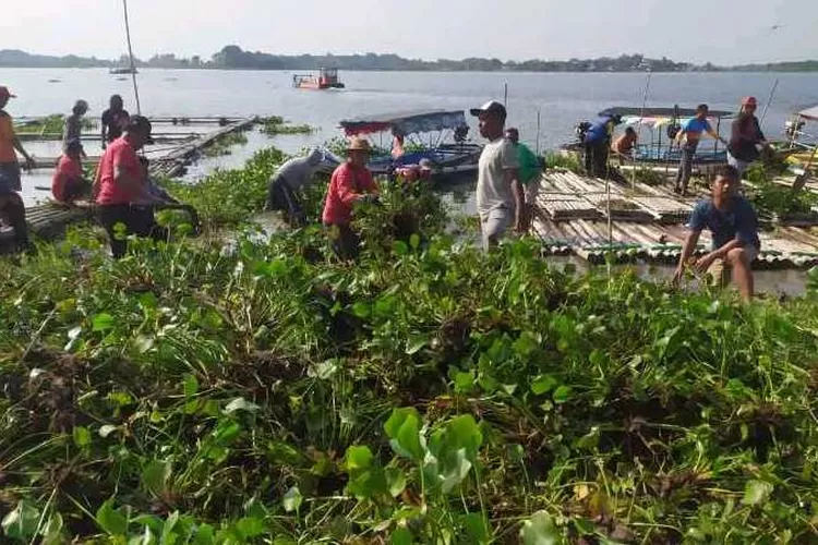 Kegiatan membersihkan Waduk Cengklik dari eceng gondok yang dilakukan BBWS BS bersama TNI dan komunitas sungai (Istimewa)