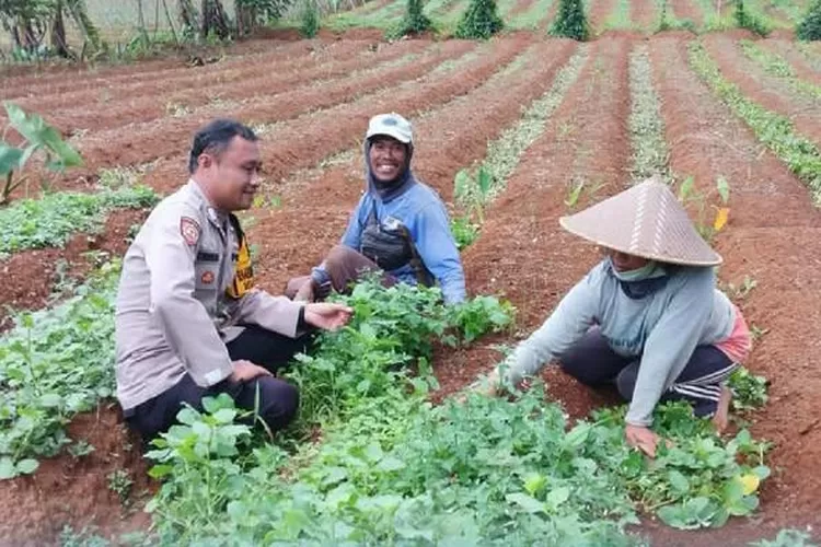  Polsek Cikijing Polres Majalengka Polda Jabar, melalui Bhabinkamtibmas Bripka Kurdiyanto melaksanakan kegiatan sosialisasi program pekarangan pangan bergizi. (foto: humas).