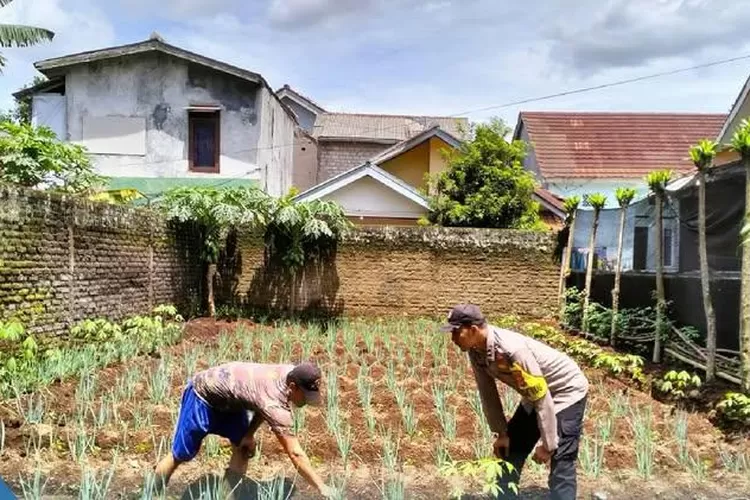 Bhabinkamtibmas Kelurahan Jayaraksa Aipda Roni terjun langsung sambangi dan Sosialisasi Program Asta Cita Ketahanan Pangan bersama warga diKp. Tugu Rt.004 Rw. 004 Kelurahan Jayaraksa Kecamatan Baros Kota Sukabumi. (foto: humas).
