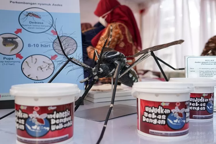 Pemerintah DKI Jakarta bakal sebar nyamuk wolbachia di Jakarta Barat untuk atasi DBD.