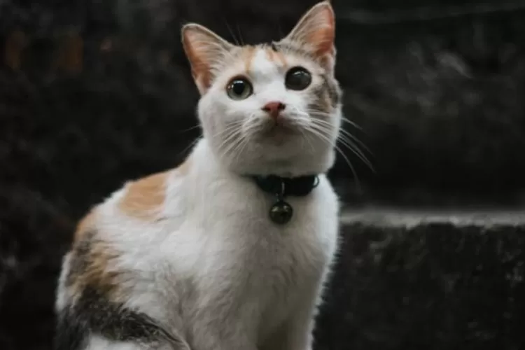 Waspadai gejala Feline Calicivirus pada kucing, seperti pilek dan demam.
