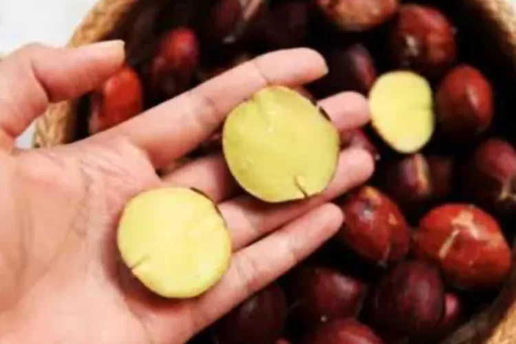 Manfaat jengkol untuk kesehatan (Fimela)