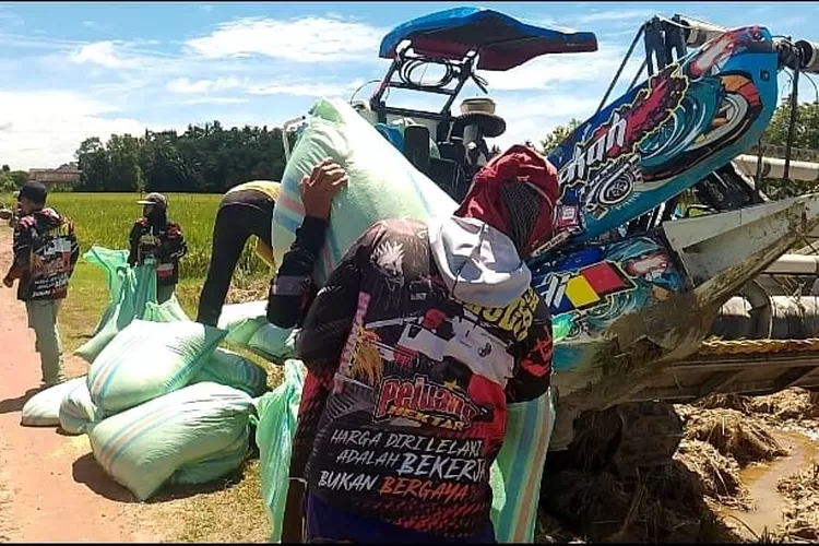Harga Gabah di OKU Timur di Bawah Ketentuan, Dugaan Mafia Gabah Muncul (frekuensinews.com)