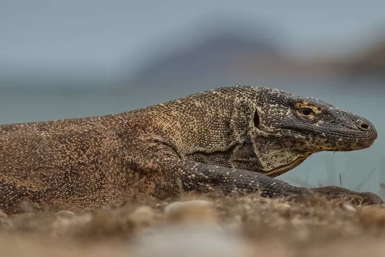 Dijuluki Naga Asli Indonesia, Berikut Fakta Menarik Hewan Komodo Yang ...