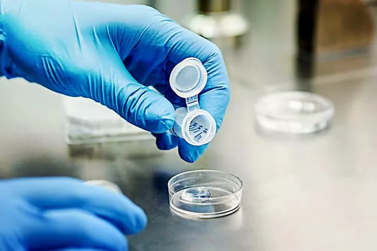 Ilustrasi egg freezing ( (Instagram/bocahindonesia_))