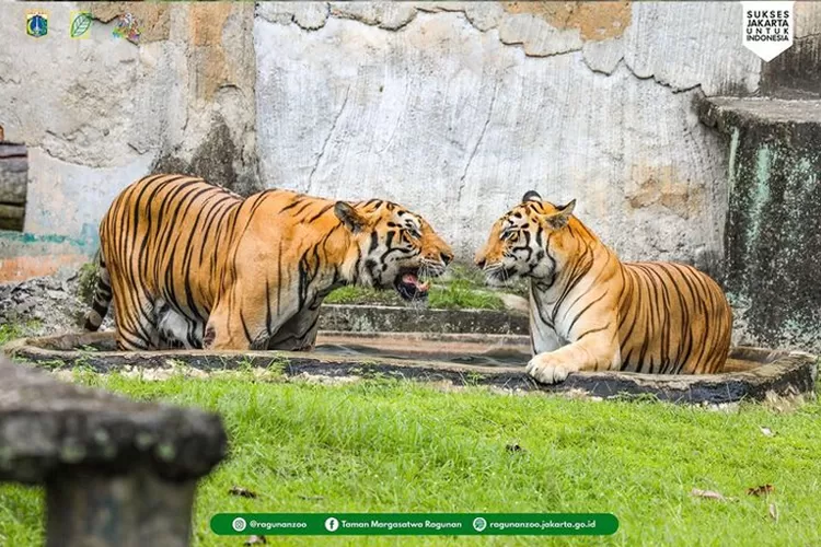 Ragunan Zoo akan tetap buka selama libur Natal dan Tahun Baru, yakni pada tanggal 25 Desember 2023 sampai dengan 1 Januari 2024.  (Dok. Ragunan Zoo/CoverBothSide.com)