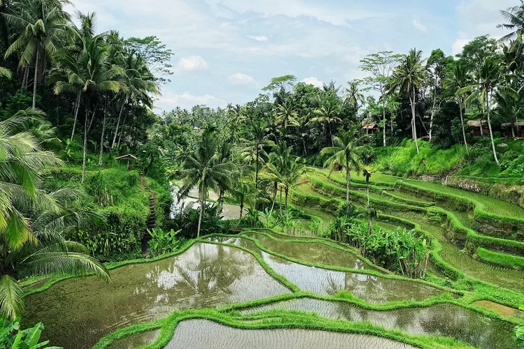 Inilah Tempat Wisata Di Ubud Yang Bisa Menjadi Pilihan Untuk Liburan