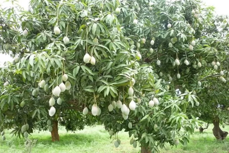 Rahasia Sukses Petani Mangga: Tips dan Trik untuk Mengoptimalkan Produksi (@bibitbunga.com)
