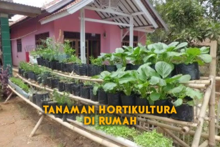Macam Macam Tanaman Hortikultura Yang Bisa Ditanam Di Rumah Kumparan