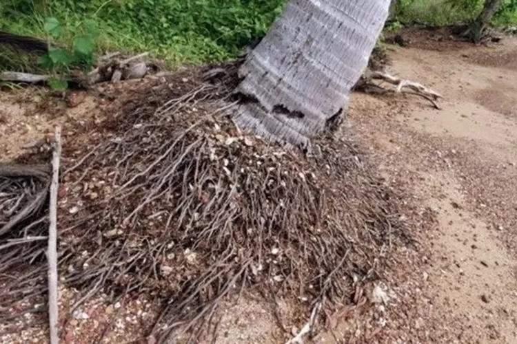 Manfaat dari Akar Pohon Kelapa, yang Wajib Kamu Ketahui Urban Bandung