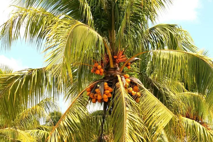 Cara Membudidayakan Pohon Kelapa Supaya Menghasilkan Buah Yang Banyak Urban Bandung