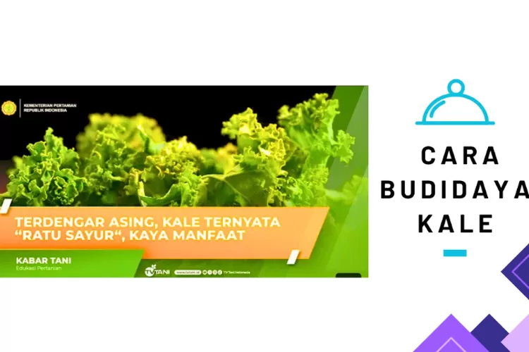 Ratu Sayur Mengenal Jenis Sayuran Lezat Ini Budidaya Kale Yang Banyak