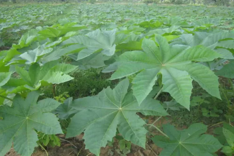 Wow Ternyata Ini Kegunaan Jarak Daun Jarak Ternyata Memiliki Banyak Manfaat Untuk Kesehatan