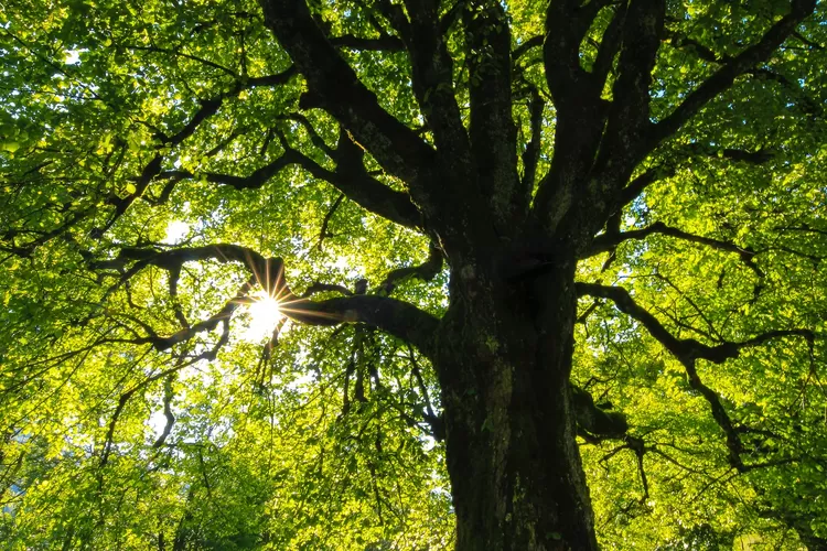 Pohon Apa yang Paling Jauh? 15 Tebak-tebakan Lucu Ngakak Paling Receh Anak SD, Bisa Bikin Ayang Tersenyum (unsplash.com)