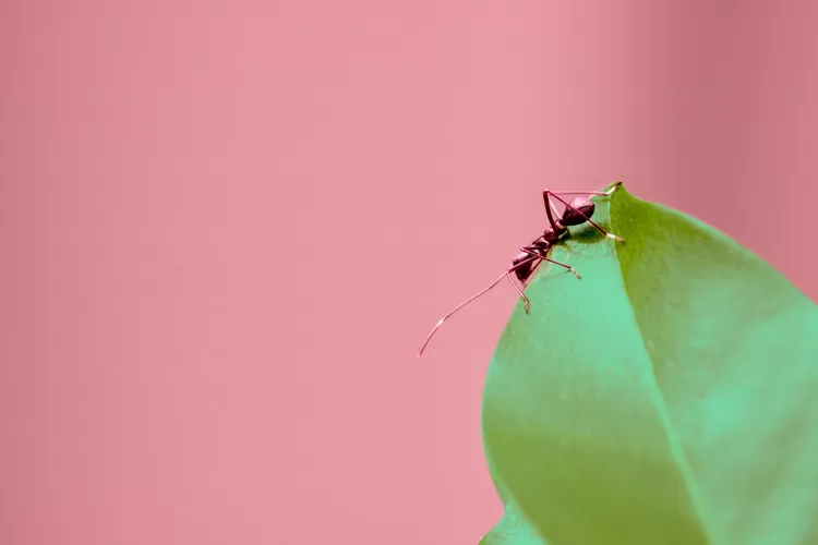 Warna yang Disukai Semut? Tebak-tebakan Lucu Ngakak dan Receh Banget, Jawabannya Bukan Hitam Manis Tapi Ini (unsplash.com)