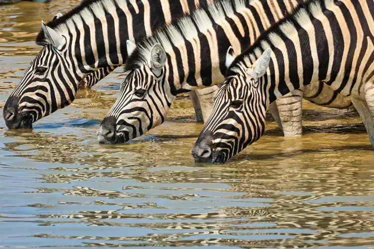 Hewan Herbivora Tidak Makan? 17 Tebak-tebakan Lucu dan Jawabannya Pasti Menjebak Banget (unsplash.com)