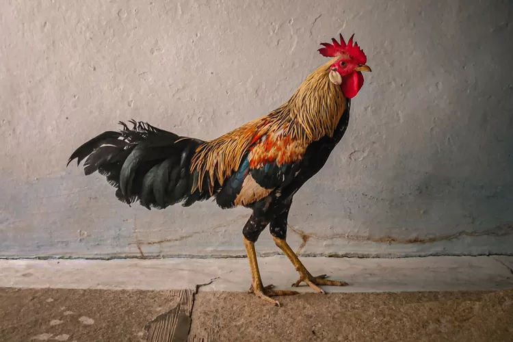 Wilayah Terbanyak dan Paling Sedikit Populasi Hewan Ternak Ayam di Kota Bogor, Tanah Sareal Nomor 3