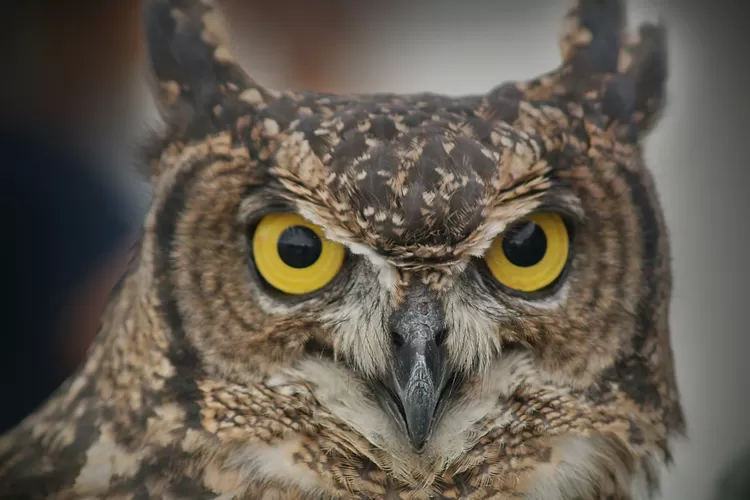 Burung Apa yang Berotot? Jawabannya Bukan Gagak, Tebak-tebakan Diluar Nalar Bikin Ngakak Tentang Hewan, Pasti Anda Terkekeh-kekeh (unsplash.com)