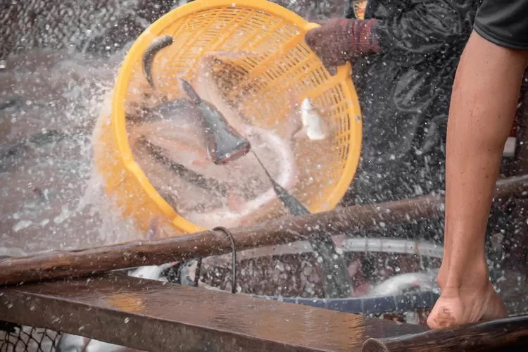 Ilustrasi ikan lele. (unsplash.com)