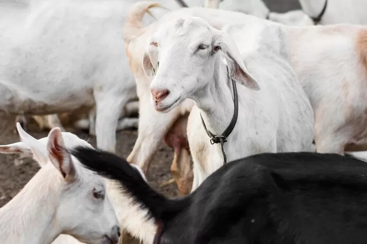 Jangan Salah Pilih Ini Usia Kambing Untuk Syarat Hewan Kurban Yang Sah Dalam Islam Ayo Bogor