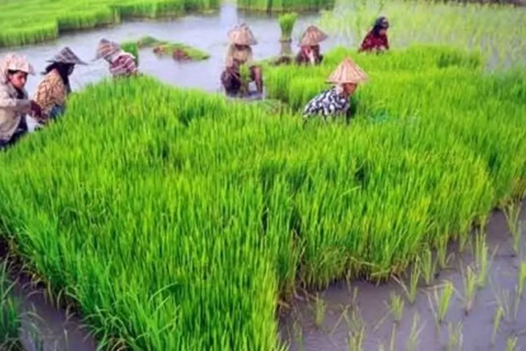 Presiden Jokowi himbau petani yang telah dapat bantuan pompa untuk segera melakukan percepatan pompanisasi di wilayah pertanian garapannya. (pertanian.go.id)