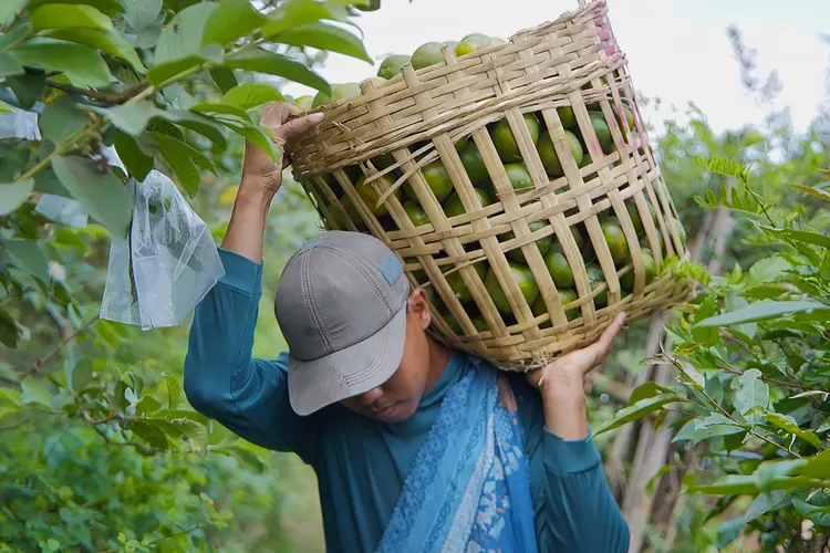 BRI Dukung Klaster Jeruk Semboro dengan Program Pertanian Berkelanjutan dan Pemberdayaan Petani