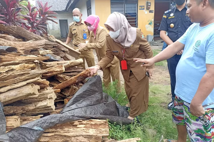 Inilah Wilayah di Sumatera Selatan yang Jadi Penghasil Kayu Gaharu Terbesar di Indonesia, Nilai Jualnya Fantastis! (mmc.kalteng.go.id)