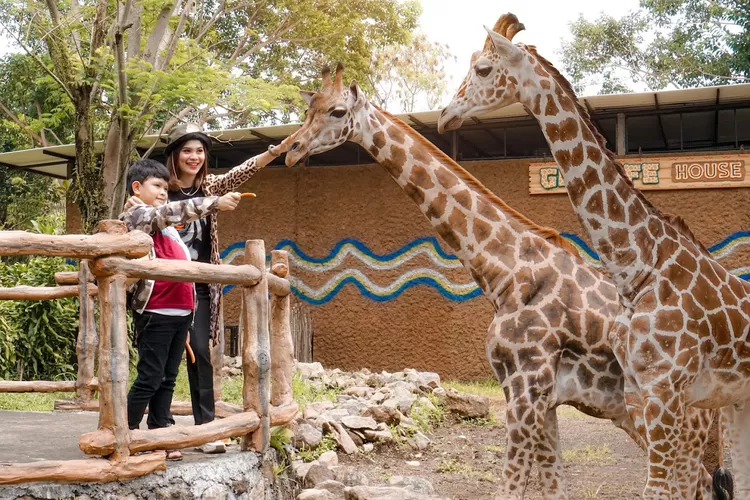 Buka Puasa Seru dengan Suasana Alam yang Unik, Ditemani Zebra, Meerkat, dan Satwa Lainnya di Royal Safari Garden Bogor