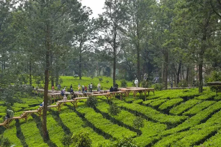 Agrowisata Gunung Mas Kebun Teh Walini, Salah Satu Tempat Wisata Dekat Taman Safari Bogor. (outboundpuncak.co.id)