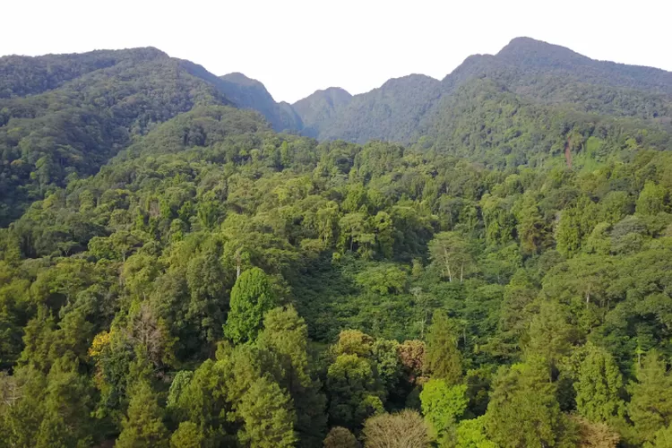 Masyarakat Cijeruk Ketar-ketir Alih Fungsi Lahan di Gunung Salak Makin Marak, Ancaman Kerusakan Lingkungan di Depan Mata (monalisahalimunsalak.co)