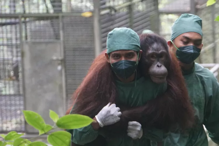 BNI dukung konservasi orangutan Kalimantan dan reforestasi hutan sebagai komitmen ESG untuk keberlanjutan ekosistem Indonesia.