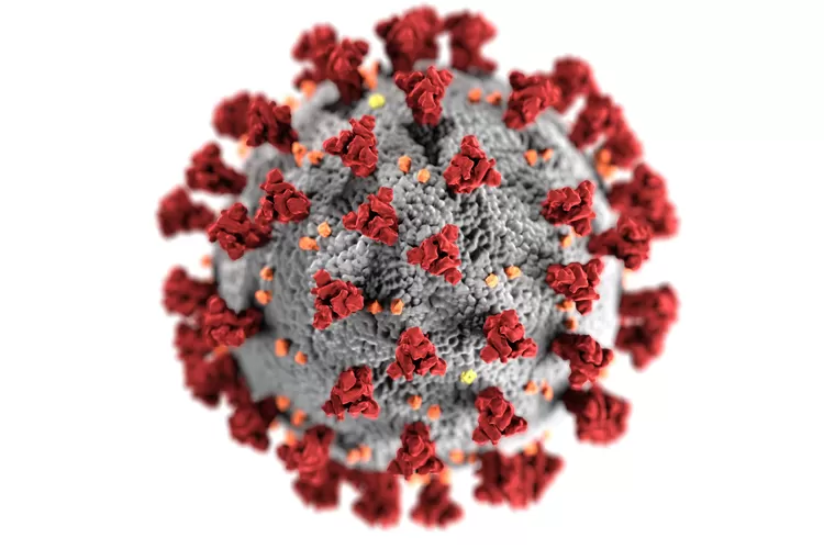 Virus Sumber foto: image by CDC on pexels.com
