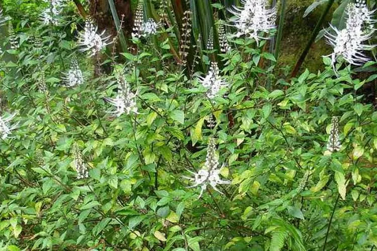 Tanaman kumis kucing (agrotek.id)