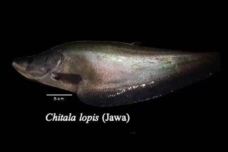 Ikan belida Chitala lopis (C. lopis)  (Humas BRIN)