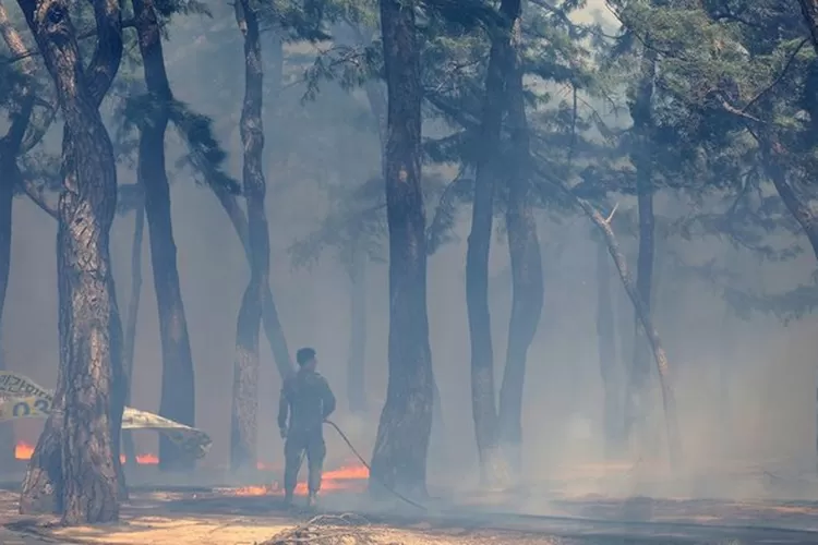 Kebakaran Korea Selatan