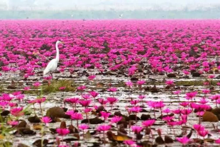 Pesona Alam Danau Rana Tonjong: Surga Tersembunyi di Manggarai Timur ...