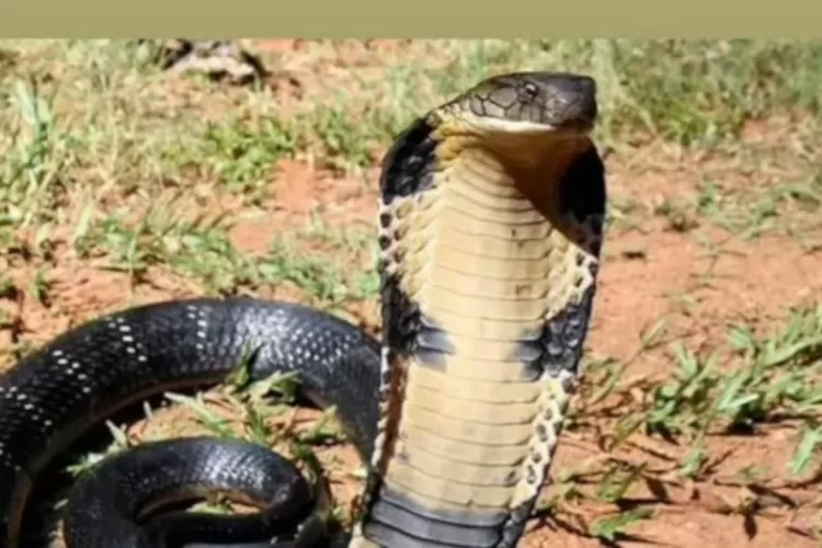 Ilustrasi ular berbisa. Foto: TOPMEDIA / Istimewa