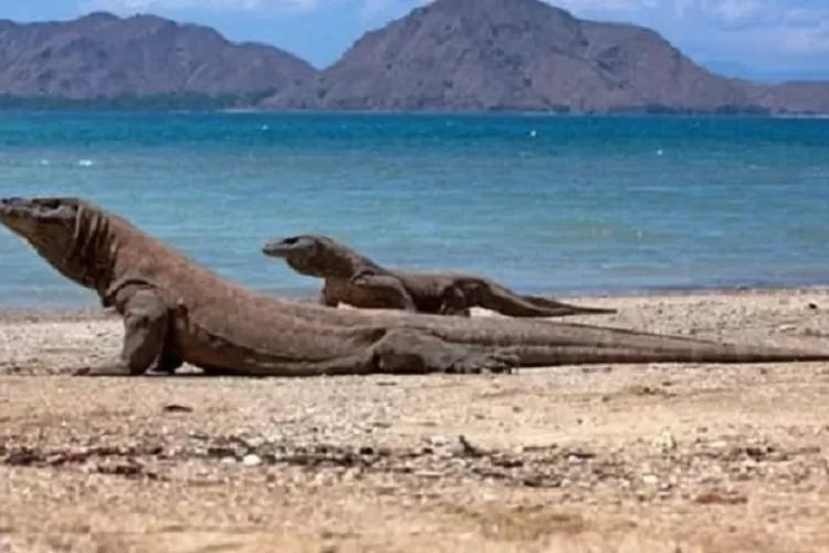 Wisata Pulau Komodo yang Terkenal di Indonesia (Topmedia.co.id/Istimewa)
