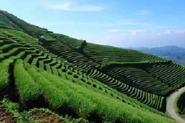 Terasering Panyaweuyan  (Topmedia.co.id/Istimewa)